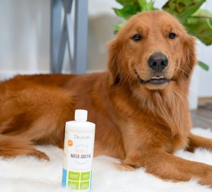 Oxyfresh Pet voor de hond